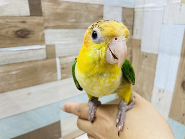 シロハラインコ