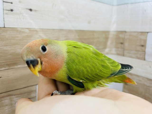 コザクラインコ（小桜インコ）