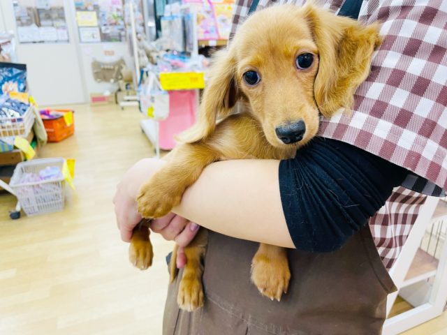 ミニチュアダックス