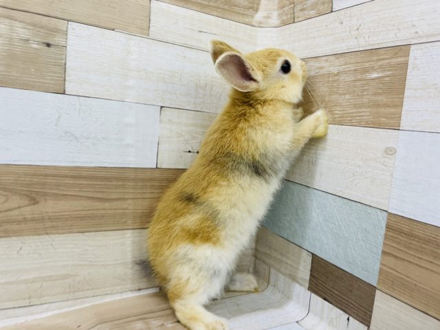 ネザーランドドワーフ