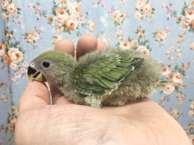 コザクラインコ（小桜インコ）