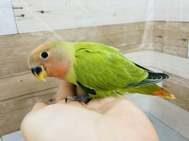 コザクラインコ（小桜インコ）