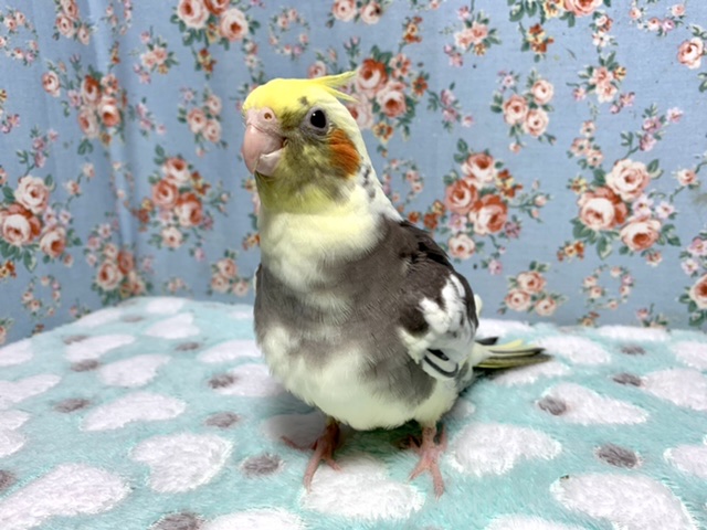 オカメインコ