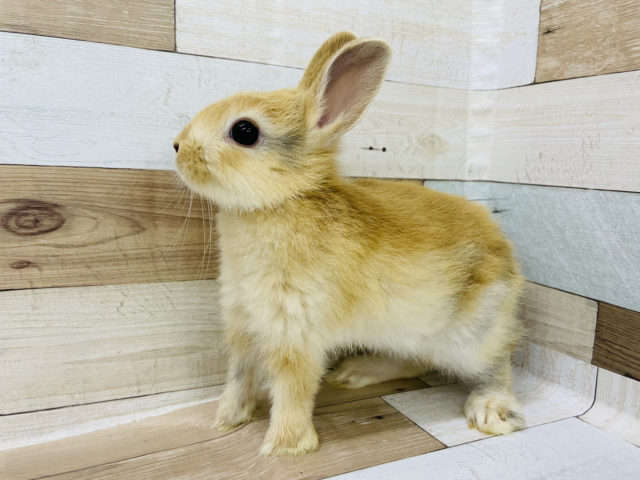 ネザーランドドワーフ