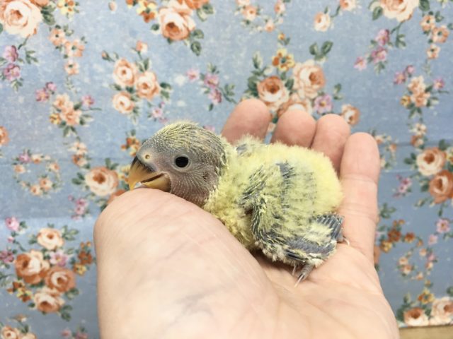 コザクラインコ（小桜インコ）
