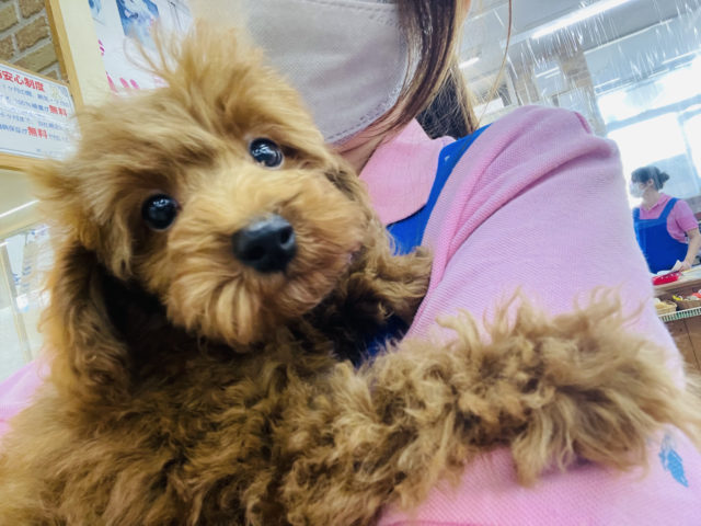 トイプードル
