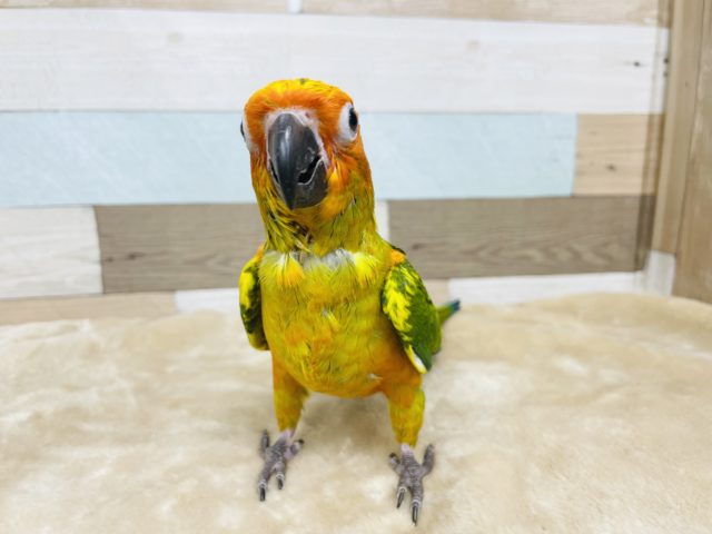 コガネメキシコインコ