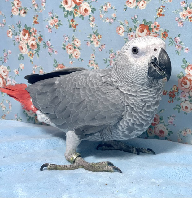 💙ヨウム 男の子💙 7月25日 ヨウム