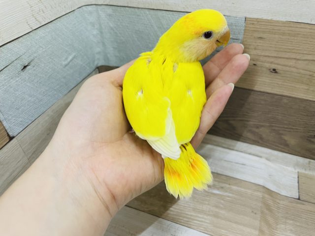 コザクラインコ（小桜インコ）