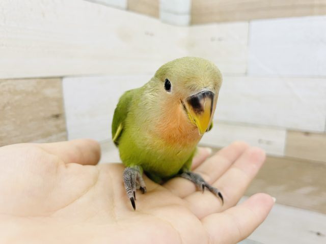 コザクラインコ（小桜インコ）