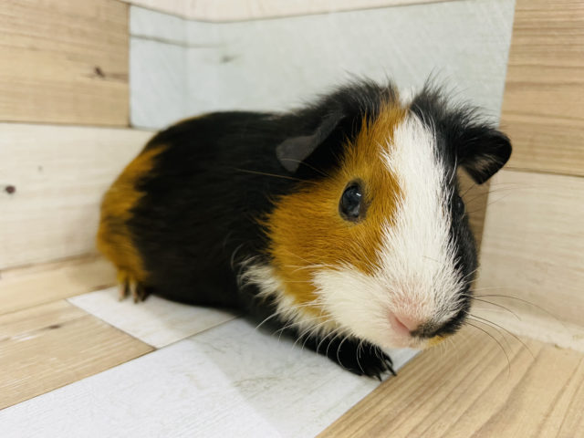 イングリッシュモルモット