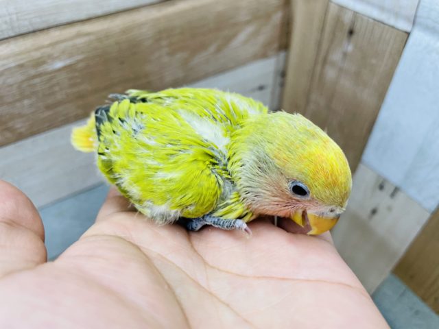 コザクラインコ（小桜インコ）