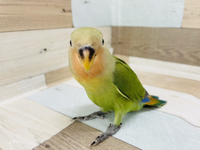 コザクラインコ（小桜インコ）