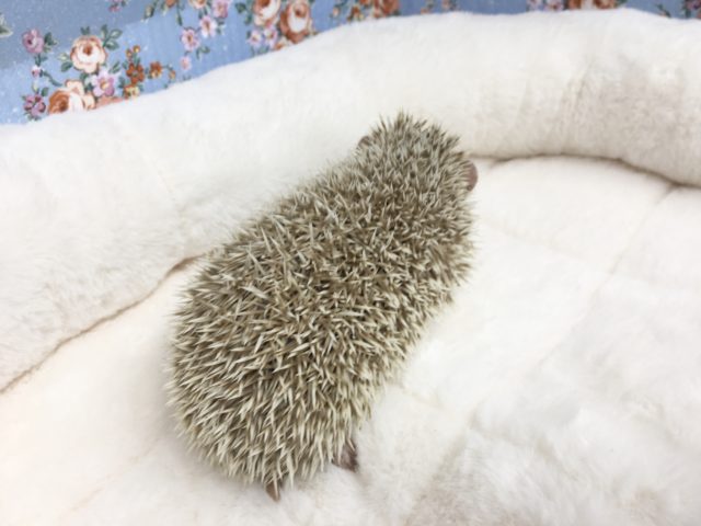 ハリネズミ（ヨツユビハリネズミ）