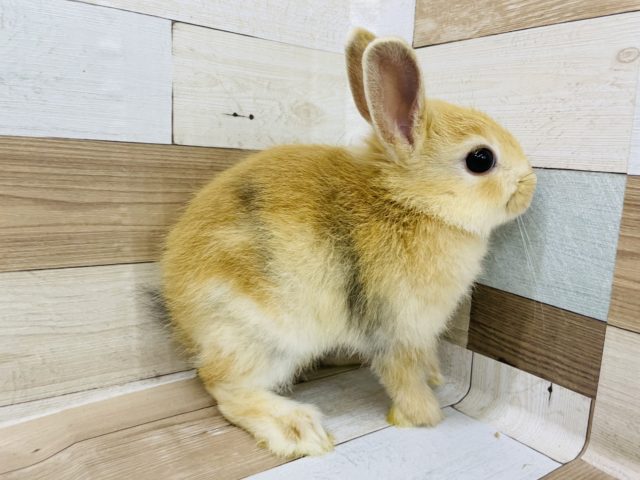 ネザーランドドワーフ