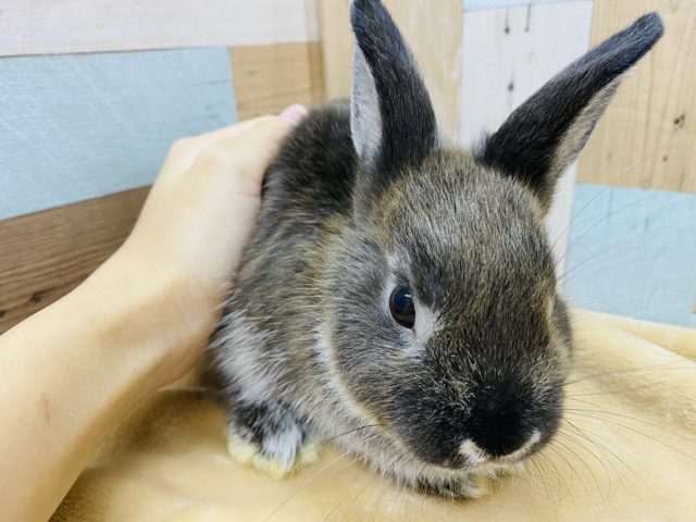 ネザーランドドワーフ