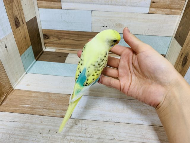 セキセイインコ