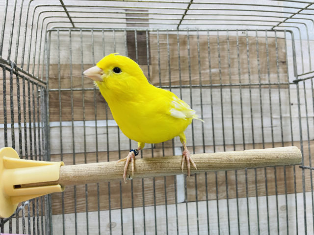 レモンカナリア