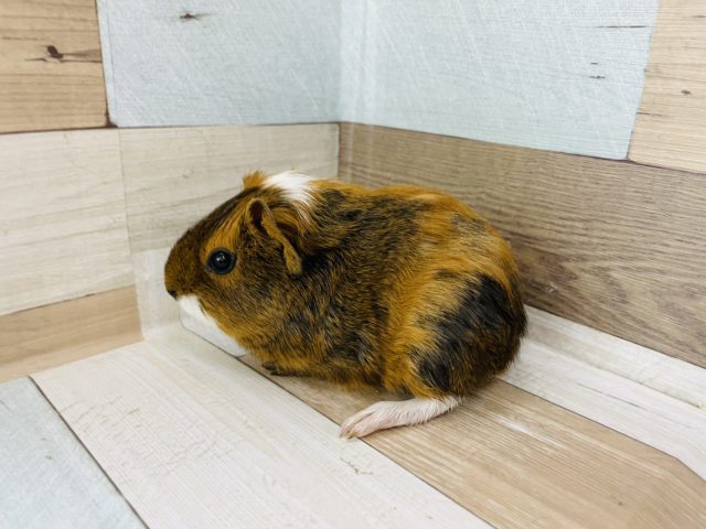 イングリッシュモルモット