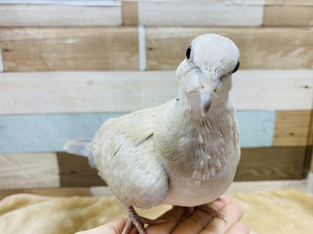 ジュズカケバト