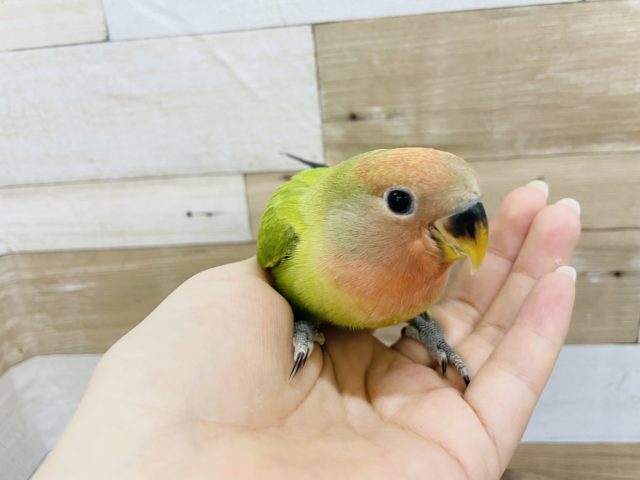 コザクラインコ（小桜インコ）