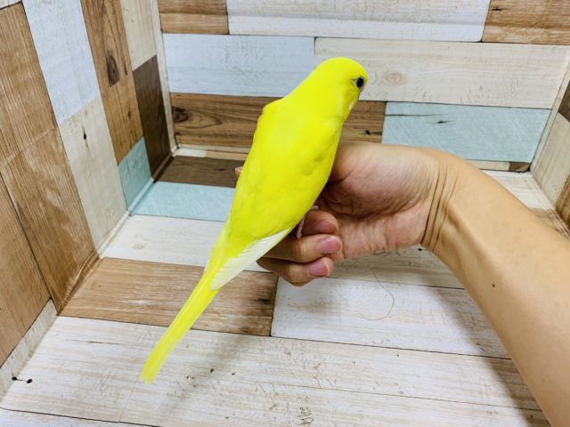 セキセイインコ