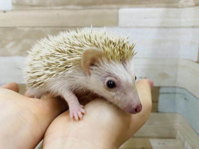 ハリネズミ（ヨツユビハリネズミ）