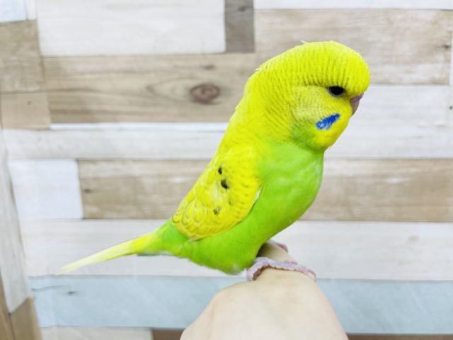 ジャンボセキセイインコ