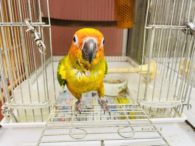 コガネメキシコインコ