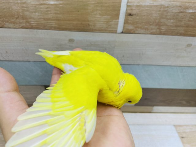 セキセイインコ