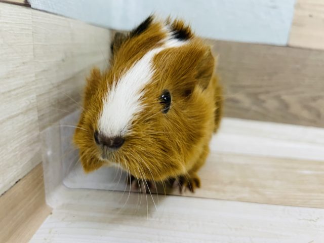 アビシニアンモルモット