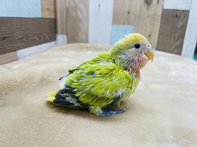 コザクラインコ（小桜インコ）