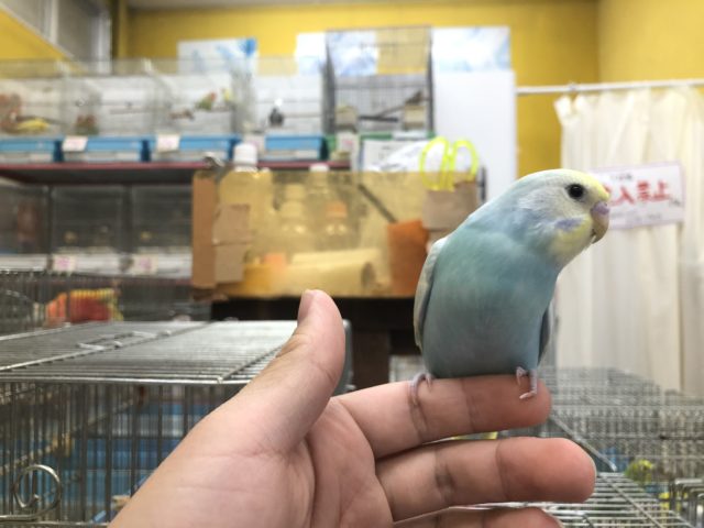 セキセイインコ