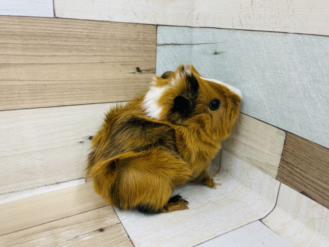 アビシニアンモルモット