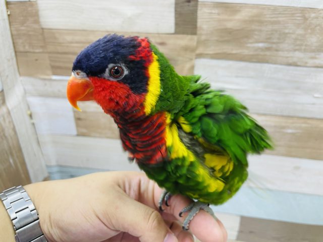 ズグロゴシキセイガイインコ