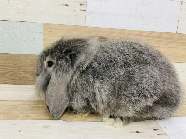 ロップイヤーラビット