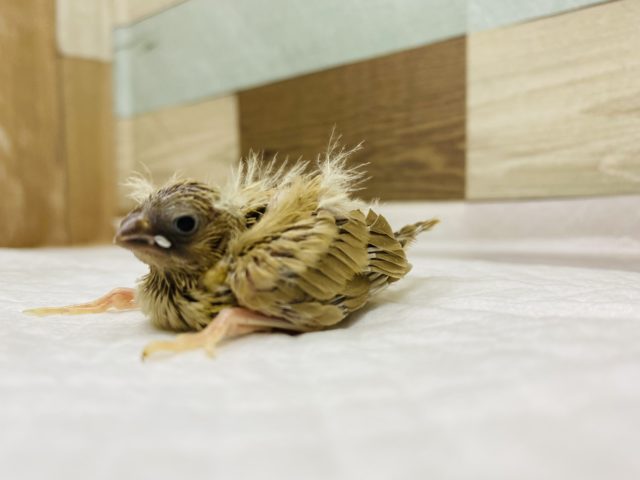 錦花鳥（キンカチョウ）