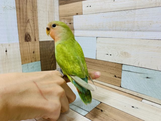 コザクラインコ（小桜インコ）