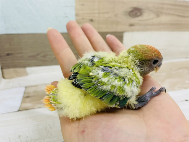 コザクラインコ（小桜インコ）