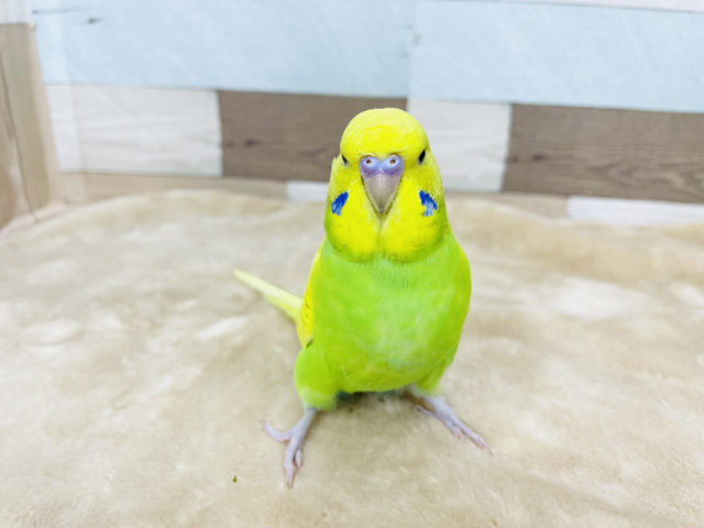 ジャンボセキセイインコ