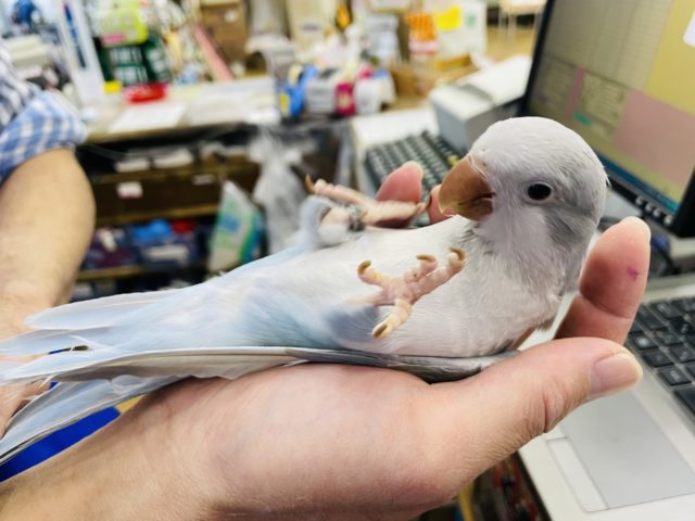 オキナインコ