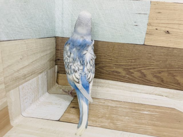 羽衣セキセイインコ