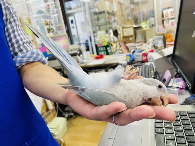オキナインコ