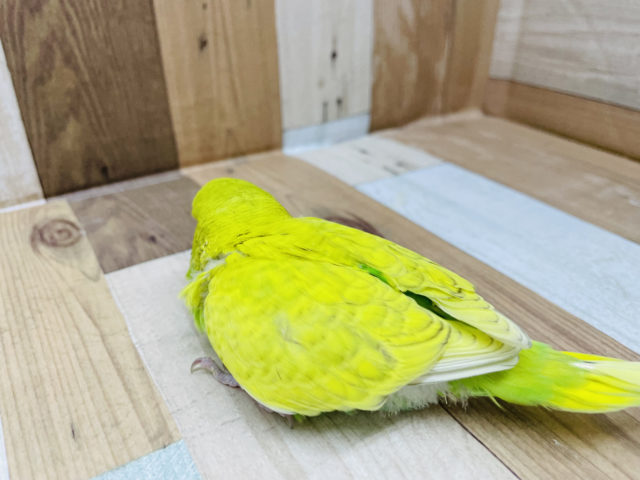 超ホヤホヤ最新画像♪手に乗ってきて降りない!?ジャンボセキセイインコヒナのスパングルカラー! ジャンボセキセイインコ