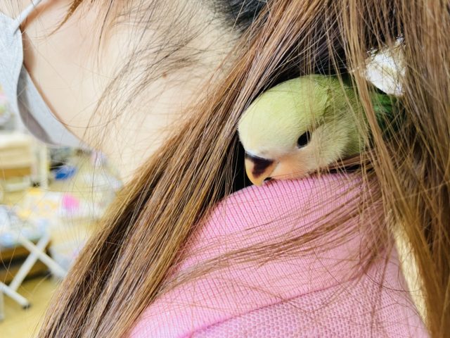 コザクラインコ（小桜インコ）