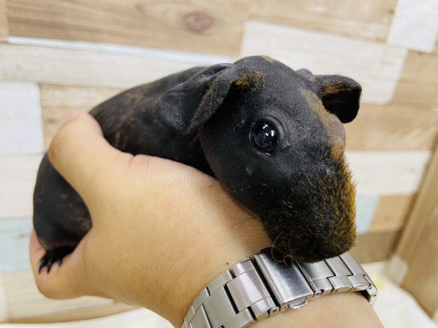 スキニーギニアピッグ