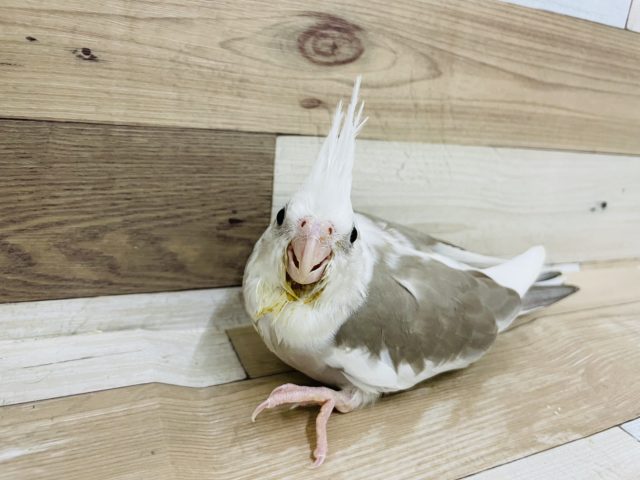 オカメインコ