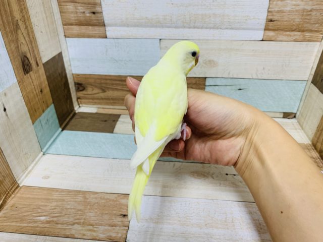 手に乗ってきてくれます!セキセイインコ(クリーム)さん♪ セキセイインコ