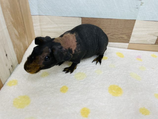 スキニーギニアピッグ