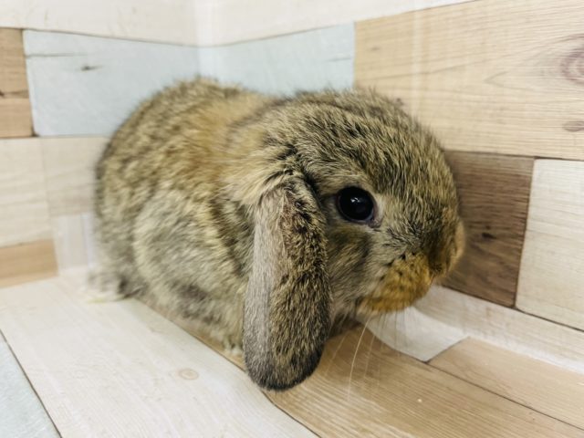 ロップイヤーラビット